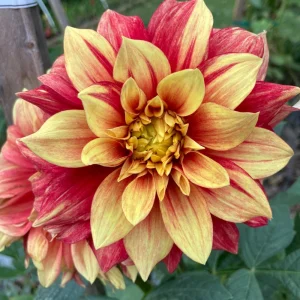 Dazzling Sun Dahlia Seeds - Heirloom, Pollinator Friendly Flower Mix - 40 Seeds - Image 14
