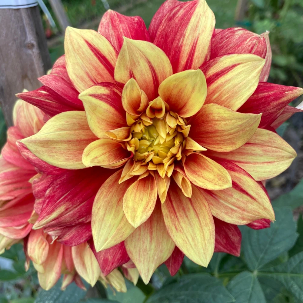 Dazzling Sun Dahlia Seeds - Heirloom, Pollinator Friendly Flower Mix - 40 Seeds - Image 14