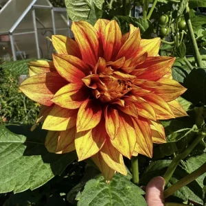 Dazzling Sun Dahlia Seeds - Heirloom, Pollinator Friendly Flower Mix - 40 Seeds - Image 15