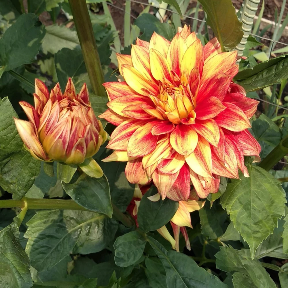 Dazzling Sun Dahlia Seeds - Heirloom, Pollinator Friendly Flower Mix - 40 Seeds - Image 16