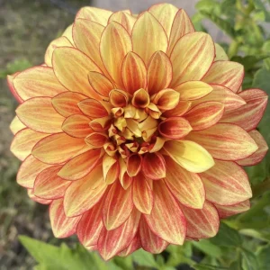 Dazzling Sun Dahlia Seeds - Heirloom, Pollinator Friendly Flower Mix - 40 Seeds - Image 2