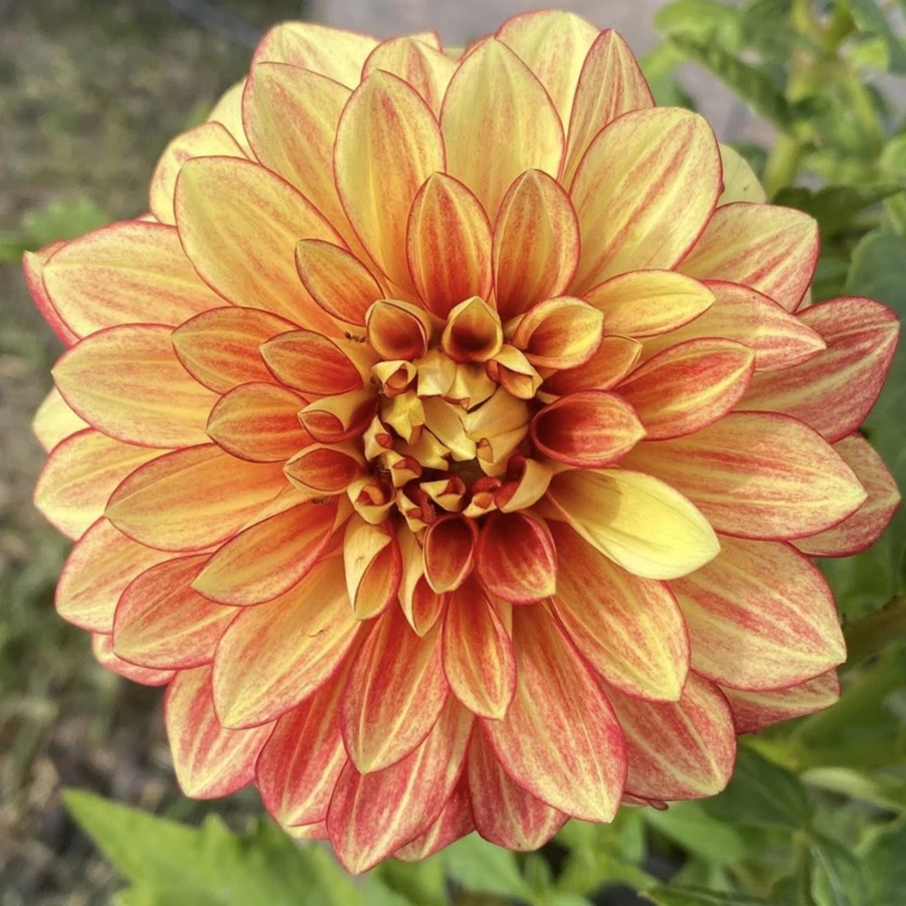 Dazzling Sun Dahlia Seeds - Heirloom, Pollinator Friendly Flower Mix - 40 Seeds - Image 2