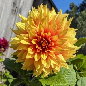 Dazzling Sun Dahlia Seeds - Heirloom, Pollinator Friendly Flower Mix - 40 Seeds - Image 3