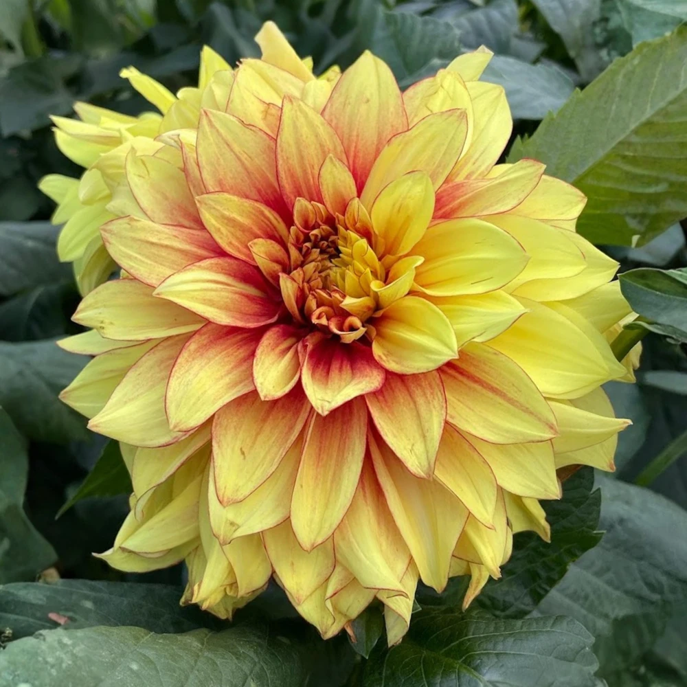 Dazzling Sun Dahlia Seeds - Heirloom, Pollinator Friendly Flower Mix - 40 Seeds - Image 4