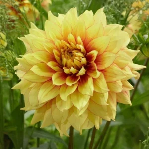 Dazzling Sun Dahlia Seeds - Heirloom, Pollinator Friendly Flower Mix - 40 Seeds - Image 5