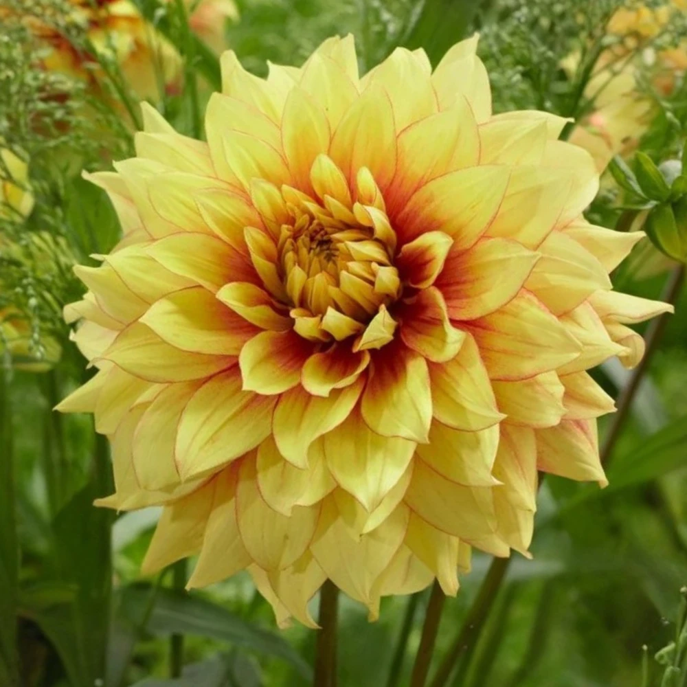Dazzling Sun Dahlia Seeds - Heirloom, Pollinator Friendly Flower Mix - 40 Seeds - Image 5