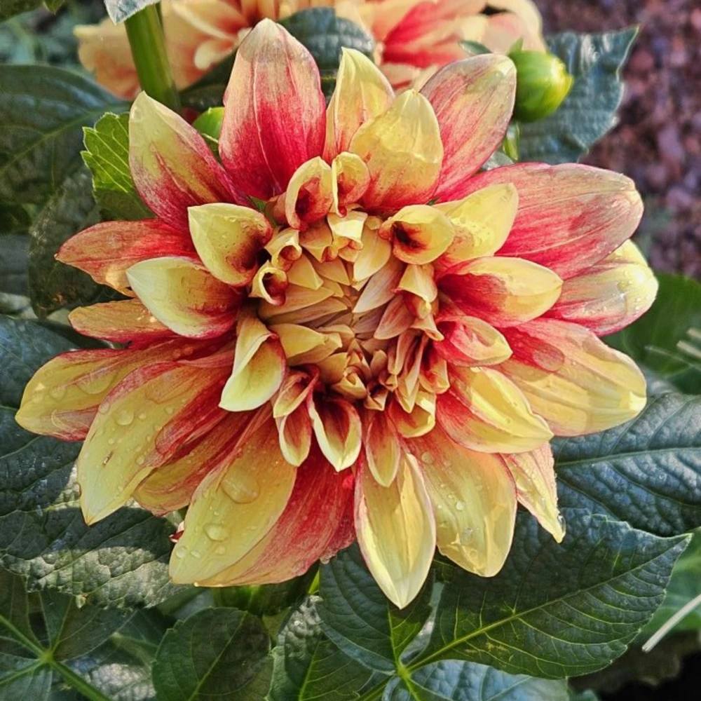 Dazzling Sun Dahlia Seeds - Heirloom, Pollinator Friendly Flower Mix - 40 Seeds - Image 7