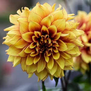 Dazzling Sun Dahlia Seeds - Heirloom, Pollinator Friendly Flower Mix - 40 Seeds - Image 8