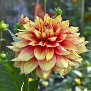 Dazzling Sun Dahlia Seeds - Heirloom, Pollinator Friendly Flower Mix - 40 Seeds - Image 9