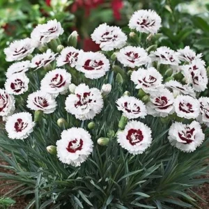 Dianthus Carnation Seeds - Scent First Coconut Surprise - 30 Seeds - Easy Grow Cut Flowers - Image 10