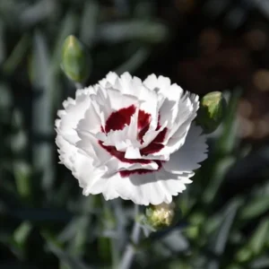 Dianthus Carnation Seeds - Scent First Coconut Surprise - 30 Seeds - Easy Grow Cut Flowers - Image 11