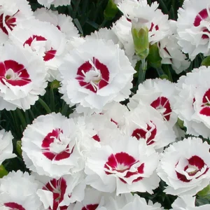 Dianthus Carnation Seeds - Scent First Coconut Surprise - 30 Seeds - Easy Grow Cut Flowers - Image 12