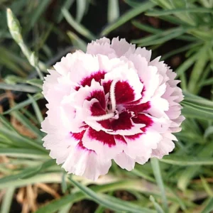 Dianthus Carnation Seeds - Scent First Coconut Surprise - 30 Seeds - Easy Grow Cut Flowers - Image 13