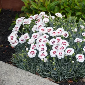 Dianthus Carnation Seeds - Scent First Coconut Surprise - 30 Seeds - Easy Grow Cut Flowers - Image 2