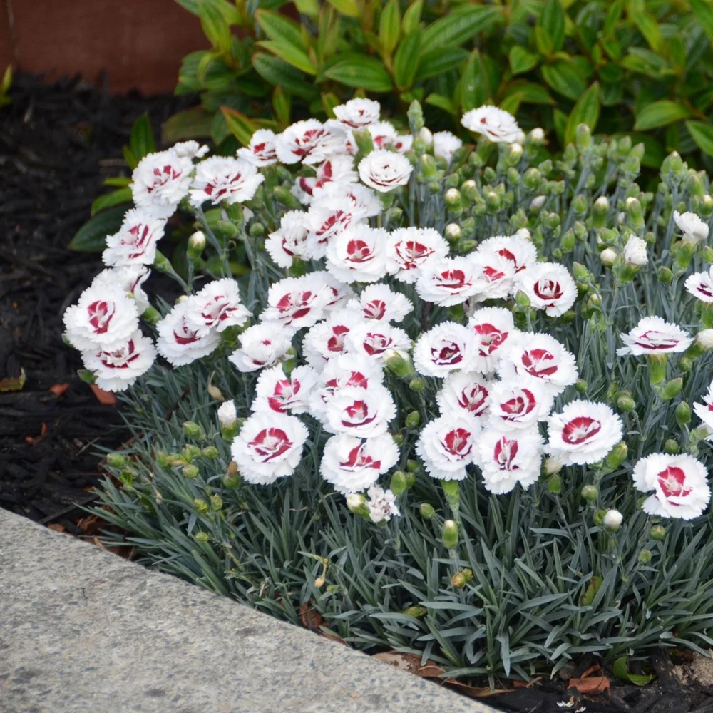 Dianthus Carnation Seeds - Scent First Coconut Surprise - 30 Seeds - Easy Grow Cut Flowers - Image 2