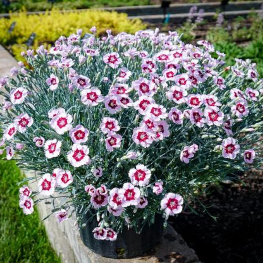 Dianthus Carnation Seeds - Scent First Coconut Surprise - 30 Seeds - Easy Grow Cut Flowers - Image 3