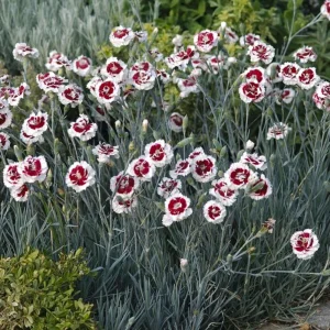 Dianthus Carnation Seeds - Scent First Coconut Surprise - 30 Seeds - Easy Grow Cut Flowers - Image 4