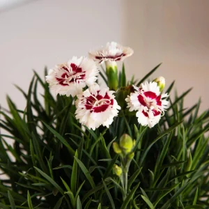 Dianthus Carnation Seeds - Scent First Coconut Surprise - 30 Seeds - Easy Grow Cut Flowers - Image 5