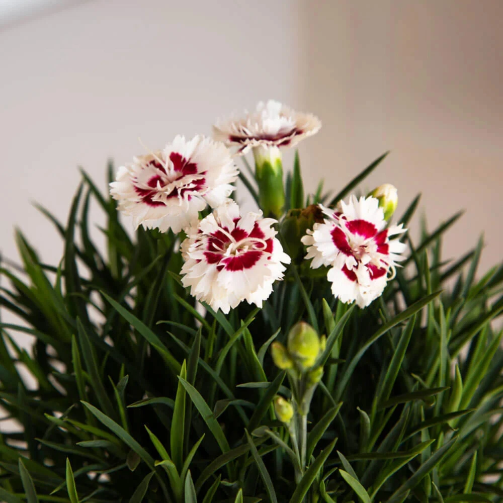 Dianthus Carnation Seeds - Scent First Coconut Surprise - 30 Seeds - Easy Grow Cut Flowers - Image 5