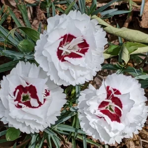 Dianthus Carnation Seeds - Scent First Coconut Surprise - 30 Seeds - Easy Grow Cut Flowers - Image 6