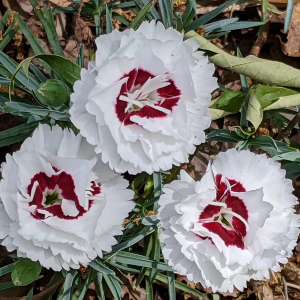 Dianthus Carnation Seeds - Scent First Coconut Surprise - 30 Seeds - Easy Grow Cut Flowers - Image 6