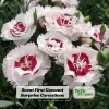 Dianthus Carnation Seeds - Scent First Coconut Surprise - 30 Seeds - Easy Grow Cut Flowers - Image 1