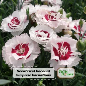 Dianthus Carnation Seeds - Scent First Coconut Surprise - 30 Seeds - Easy Grow Cut Flowers - Image 1
