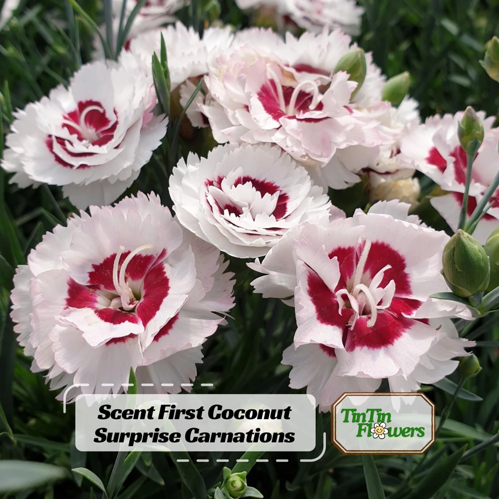 Dianthus Carnation Seeds - Scent First Coconut Surprise - 30 Seeds - Easy Grow Cut Flowers - Image 1