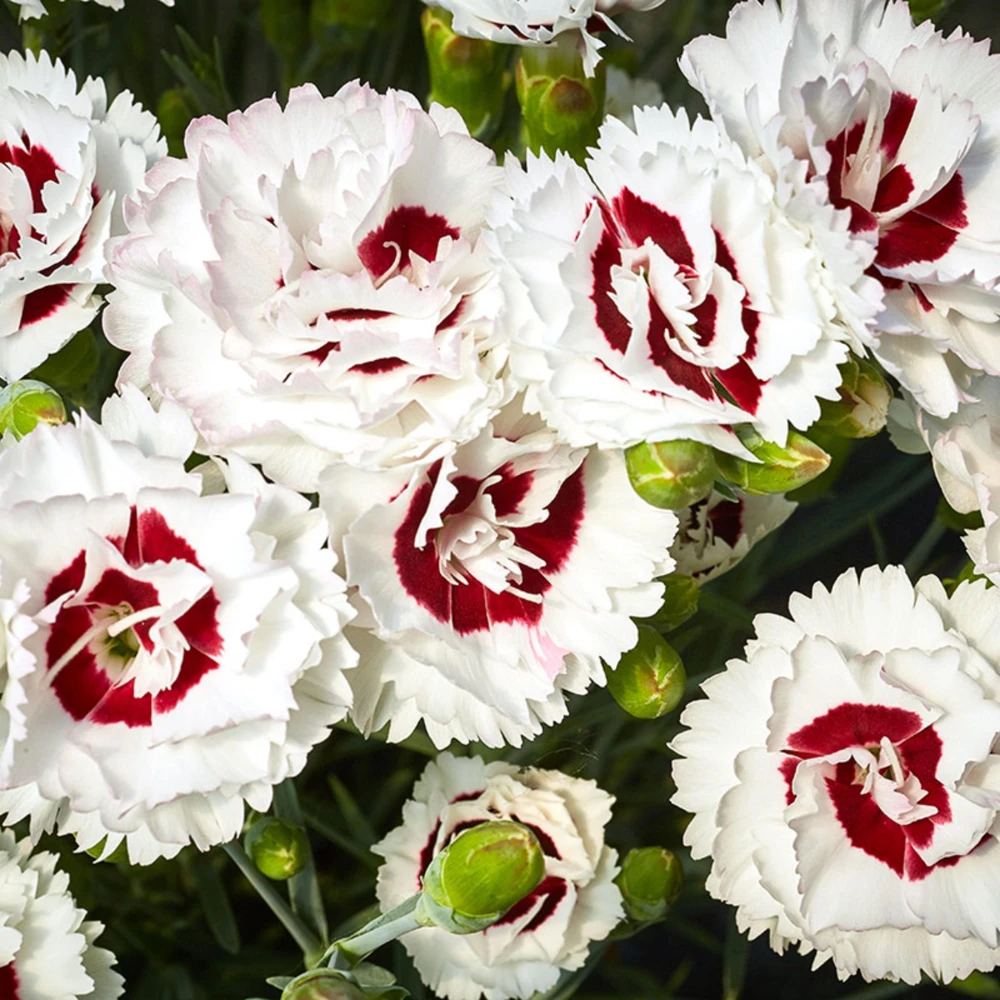 Dianthus Carnation Seeds - Scent First Coconut Surprise - 30 Seeds - Easy Grow Cut Flowers - Image 7