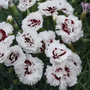 Dianthus Carnation Seeds - Scent First Coconut Surprise - 30 Seeds - Easy Grow Cut Flowers - Image 8