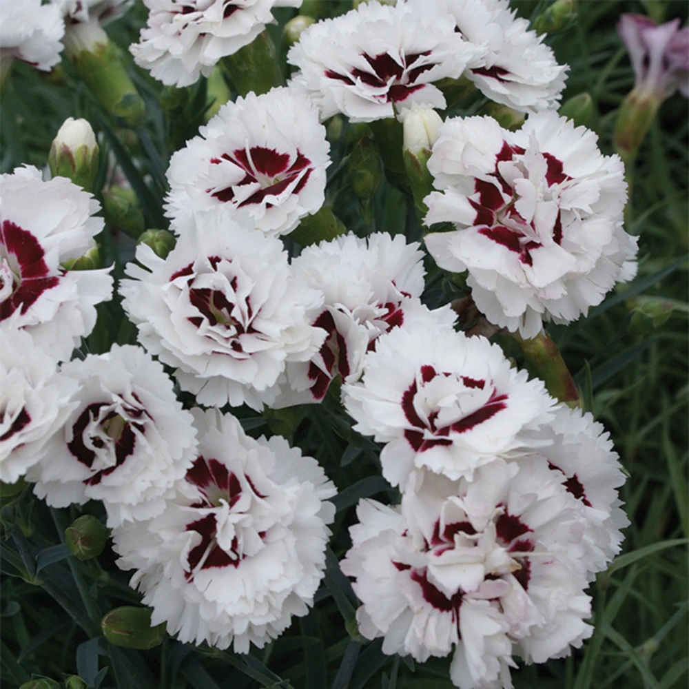 Dianthus Carnation Seeds - Scent First Coconut Surprise - 30 Seeds - Easy Grow Cut Flowers - Image 8