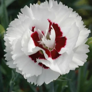 Dianthus Carnation Seeds - Scent First Coconut Surprise - 30 Seeds - Easy Grow Cut Flowers - Image 9