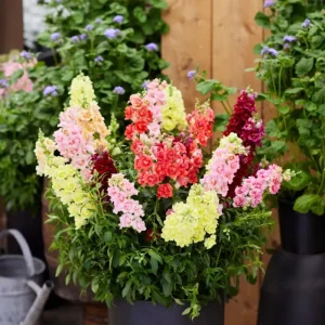 DoubleShot Mix Snapdragon Seeds - Cold Hardy, Pollinator Attractor, 30 Seeds - Image 10