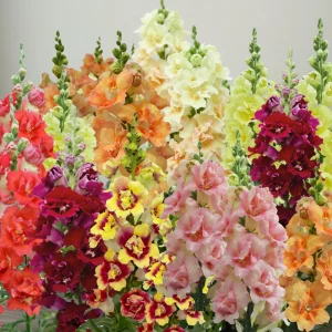 DoubleShot Mix Snapdragon Seeds - Cold Hardy, Pollinator Attractor, 30 Seeds - Image 11