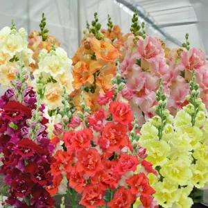 DoubleShot Mix Snapdragon Seeds - Cold Hardy, Pollinator Attractor, 30 Seeds - Image 13
