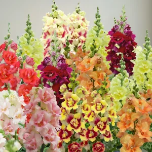 DoubleShot Mix Snapdragon Seeds - Cold Hardy, Pollinator Attractor, 30 Seeds - Image 2