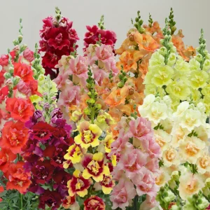 DoubleShot Mix Snapdragon Seeds - Cold Hardy, Pollinator Attractor, 30 Seeds - Image 3