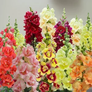 DoubleShot Mix Snapdragon Seeds - Cold Hardy, Pollinator Attractor, 30 Seeds - Image 5