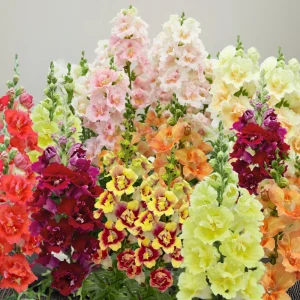 DoubleShot Mix Snapdragon Seeds - Cold Hardy, Pollinator Attractor, 30 Seeds - Image 6