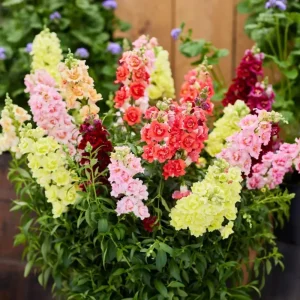 DoubleShot Mix Snapdragon Seeds - Cold Hardy, Pollinator Attractor, 30 Seeds - Image 7