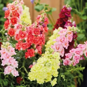 DoubleShot Mix Snapdragon Seeds - Cold Hardy, Pollinator Attractor, 30 Seeds - Image 8