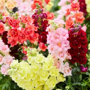 DoubleShot Mix Snapdragon Seeds - Cold Hardy, Pollinator Attractor, 30 Seeds - Image 9