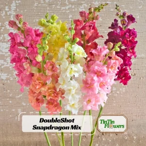 DoubleShot Mix Snapdragon Seeds - Cold Hardy, Pollinator Attractor, 30 Seeds - Image 1