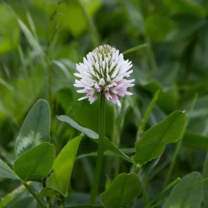 Dutch White Clover Seeds - Trifolium repens - 20 Seeds - Low Maintenance Ground Cover - Image 10