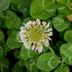 Dutch White Clover Seeds - Trifolium repens - 20 Seeds - Low Maintenance Ground Cover - Image 11