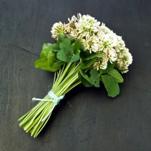 Dutch White Clover Seeds - Trifolium repens - 20 Seeds - Low Maintenance Ground Cover - Image 2