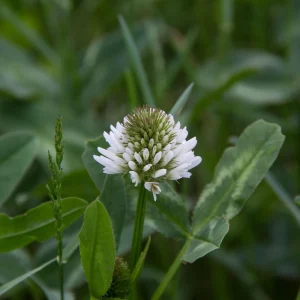 Dutch White Clover Seeds - Trifolium repens - 20 Seeds - Low Maintenance Ground Cover - Image 3