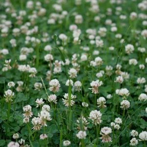 Dutch White Clover Seeds - Trifolium repens - 20 Seeds - Low Maintenance Ground Cover - Image 4