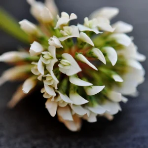 Dutch White Clover Seeds - Trifolium repens - 20 Seeds - Low Maintenance Ground Cover - Image 5