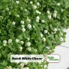 Dutch White Clover Seeds - Trifolium repens - 20 Seeds - Low Maintenance Ground Cover - Image 1
